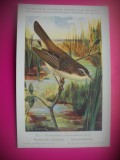 HOPCT 6275 ACROCEPHALUS SCHOENOBAENUS -PASARI-FAUNA EUROPA-CP CHROMO LITHO -MUZEUL REGAL STIINTE NATURALE BELGIA-NECIRCULATA, Printata