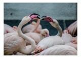 Tablou Canvas, "Flamingo &icirc;n mijlocul conversației roz", Flamingo, Grație, Eleganță, Roz, Armonie, Natură, Dans, Serenitate, Frumusețe, 39 x 26 cm, CMC