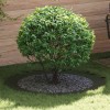 vidaXL Ghiveci Plastic Verde Oliv Mare Rotund, Interior/Exterior, Balcon/Gradina, Diametru 120cm, Design Modern cu Tava