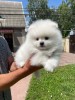 Pomeranian rasa pura