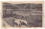 3479 - ARGES, Ciobanel cu oile sale, Romania - old postcard CENSOR - used - 1917, Circulata, Printata