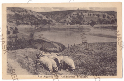 3479 - ARGES, Ciobanel cu oile sale, Romania - old postcard CENSOR - used - 1917 foto