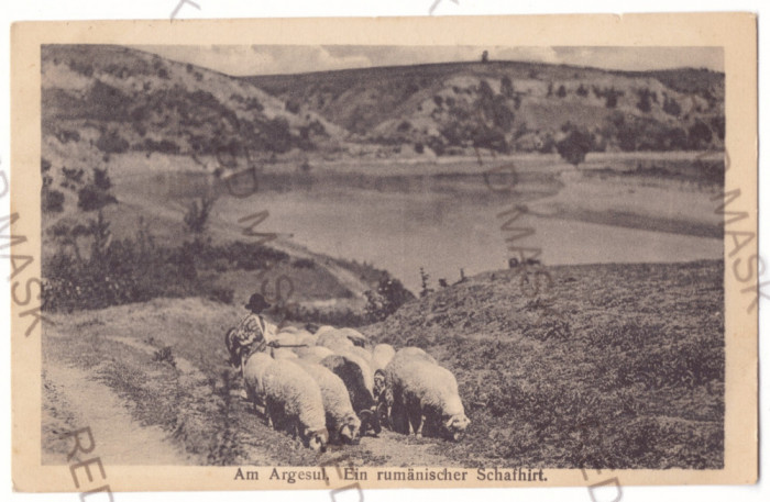 3479 - ARGES, Ciobanel cu oile sale, Romania - old postcard CENSOR - used - 1917