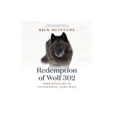 The Redemption of Wolf 302: From Renegade to Yellowstone Alpha Male