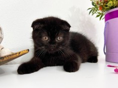 Pisoiaș de Elită, rasă pură Scottish Fold, cu Pedigree - poze reale