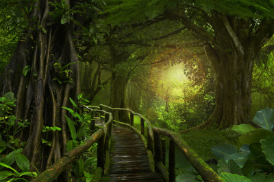 Fototapet autocolant Lumina din jungla, 300 x 200 cm foto