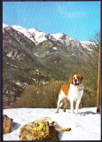 AMS - ILUSTRATA 573 SAINT BERNARD, NECIRCULATA, Printata