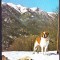 AMS - ILUSTRATA 573 SAINT BERNARD, NECIRCULATA
