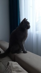 Monta Mascul british shorthair monta foto