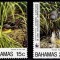 BAHAMAS 1995 WWF FAUNA PROTEJATA PASARI