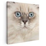 Tablou portret pisica British Longhair Tablou canvas pe panza CU RAMA 100x100 cm