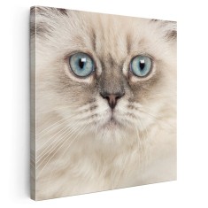 Tablou portret pisica British Longhair Tablou canvas pe panza CU RAMA 40x40 cm