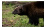 Tablou Canvas, "Animal &icirc;n pădure primăvăratică", Nu pot să specific ce este &icirc;n imaginea dată., 39 x 26 cm, CMCLASS