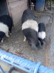 Porci Bazna de diferite Kg la mai multe detali la telefon