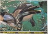 Bnk cp Constanta - Delfinariu - necirculata, Printata