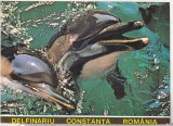 bnk cp Constanta - Delfinariu - necirculata