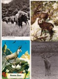 bnk cp Fauna - lot 20 carti postale *