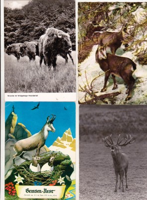 bnk cp Fauna - lot 20 carti postale * foto