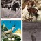 bnk cp Fauna - lot 20 carti postale *