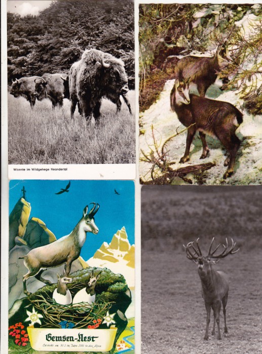 bnk cp Fauna - lot 20 carti postale *