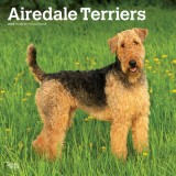 Airedale Terriers 2024 Square