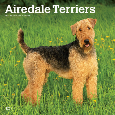 Airedale Terriers 2024 Square foto