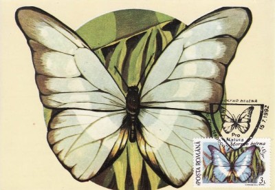 C3999 - Romania 1991 - carte maxima fluturi foto
