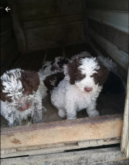 Ca?ei Lagotto romagnolo foto