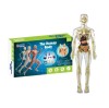 Set educativ model anatomic corpul uman 3D transparent