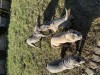 American bully de vanzare, Pedigree