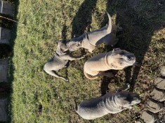 American bully de vanzare