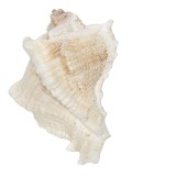 Cumpara ieftin Buton mobilier ceramica maro alba Scoica 7x5x6 cm / S3 cm