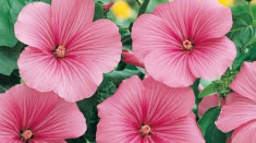Seminte Nalba, roz, 10 plicuri foto
