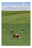 Tablou Canvas, "Vaci păsc&acirc;nd &icirc;n umbra munților &icirc;nzăpeziți", C&acirc;mpie, Vaci, Verdeață, Munți, Cer, Peisaj, Natură, Liniște, Pajiște, Pășune, 26 x 39 cm,