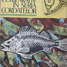 Autor colectiv - Studiu comparativ in seria cordatelor