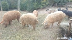 Vand porci mangalita