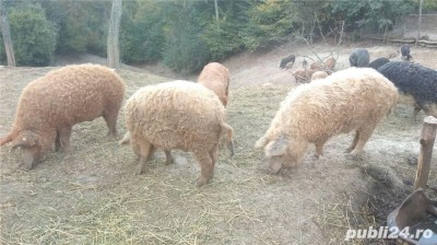 Vand porci mangalita foto