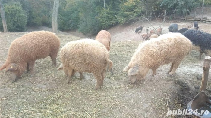 Vand porci mangalita