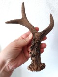 Corn de Căprior Natural, 20 cm Lungime &ndash; Decor Rustic, Material M&acirc;ner Cuțit / Artizanat, Piesă Autentică de Colecție, Vintage