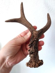 # Corn de Căprior Natural, 20 cm Lungime &ndash; Decor Rustic, Material M&acirc;ner Cuțit / Artizanat, Piesă Autentică de Colecție, Vintage