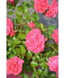 Trandafir pitic, Rosa Elfrid C2