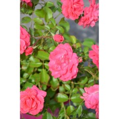 Trandafir pitic, Rosa Elfrid C2