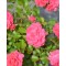 Trandafir pitic, Rosa Elfrid C2
