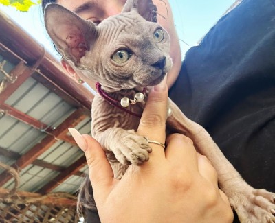 Puiuti Sphynx/Sfinx foto