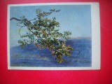 HOPCT 23712 VETKA- A A IVANOV 1806-1858 --RUSIA--MUZEE - CP PICTURA --NECIRCULATAMUNTII