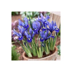 Iris Reticulata, Harmony, Blue, 5/6, 1 Bulb