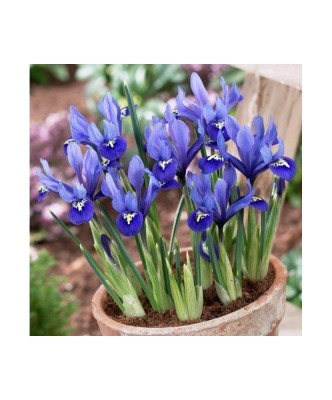 Iris Reticulata, Harmony, Blue, 5/6, 1 Bulb foto