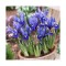 Iris Reticulata, Harmony, Blue, 5/6, 1 Bulb
