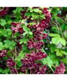 Planta Vița de ciocolată, Akebia quinata P9, ghiveci 9cm