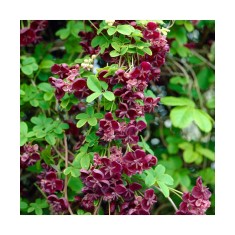 Planta Vița de ciocolată, Akebia quinata P9, ghiveci 9cm